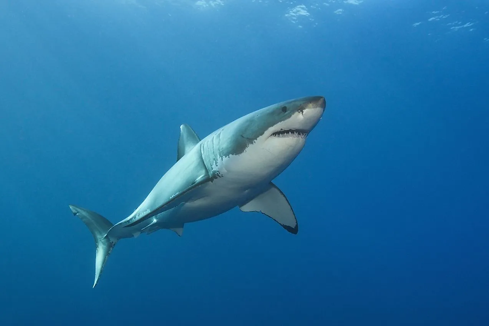 Lifeguards, Park Police, and park staff actively patrol the beachfront using drones to search the water for sharks or large schools of fish that may attract them. Surveillance capabilities this summer include: