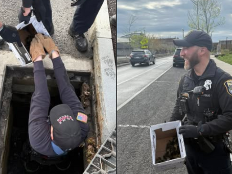 On Mother’s Day, firefighters showed extraordinary compassion by climbing into a storm drain to rescue more than a dozen trapped ducklings while their worried mother paced nervously nearby. Thanks to the firefighters’ and police officers’ kindness and bravery, the ducklings were safely reunited with their mother. A heartwarming reminder of care, courage, and the special bond between a mother and her babies!