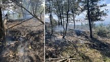 🔥 Lightning Sparks Wildfire in Essex County: Firefighters & Rangers Battle Overnight Blaze in Chesterfield