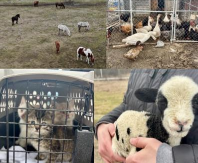 The New York State Police in Pulaski have arrested Jeffrey D. Zehr, age 45, of Pulaski, NY, following an extensive animal neglect investigation in Oswego County.