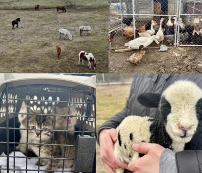 The New York State Police in Pulaski have arrested Jeffrey D. Zehr, age 45, of Pulaski, NY, following an extensive animal neglect investigation in Oswego County.