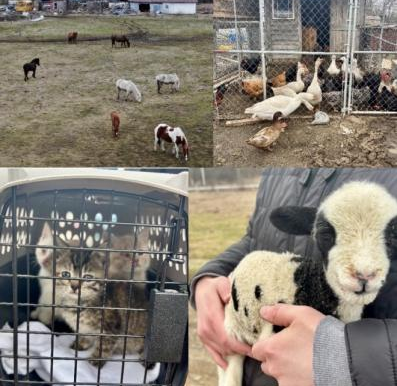 The New York State Police in Pulaski have arrested Jeffrey D. Zehr, age 45, of Pulaski, NY, following an extensive animal neglect investigation in Oswego County.