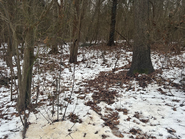 On January 8, Environmental Conservation Officers arrested an individual in the Town of Malone following an extensive deer poaching investigation in Franklin County.