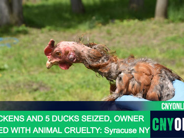45 CHICKENS AND 5 DUCKS SEIZED, OWNER CHARGED WITH ANIMAL CRUELTY: Syracuse NY