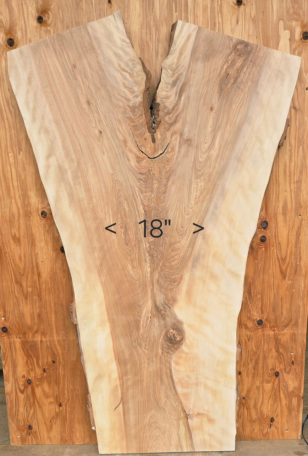 Miniature : Bouleau jaune  45"