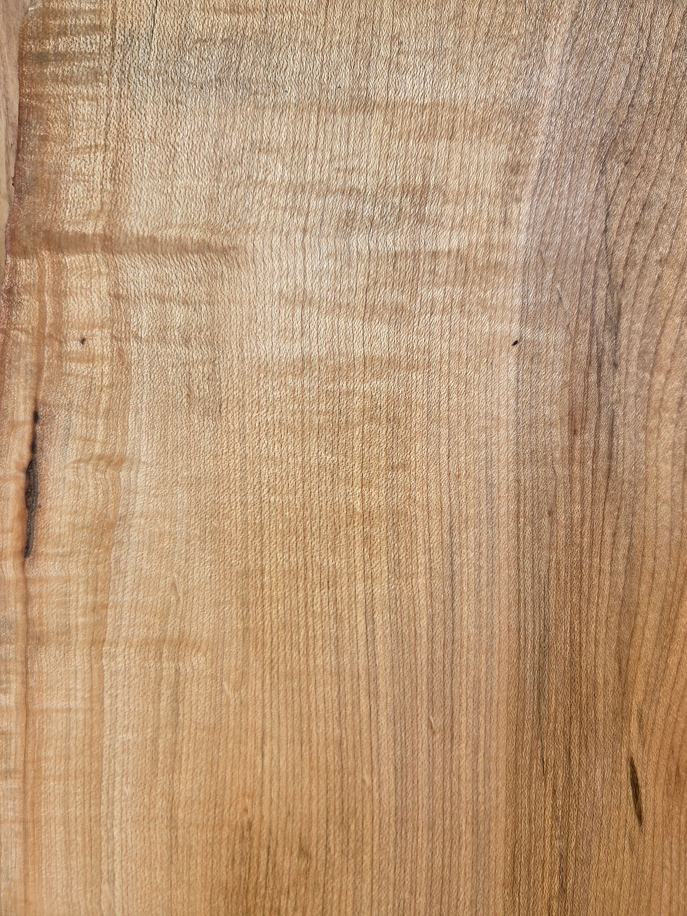 Thumbnail: Sugar Maple 47"