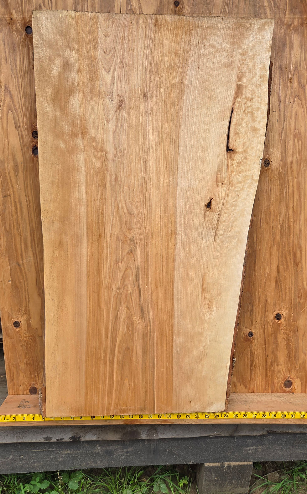 Miniature : Bouleau jaune  38"
