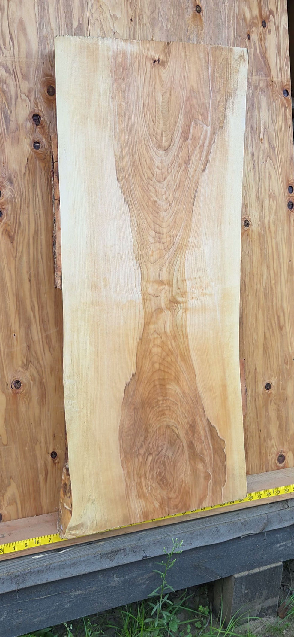 Thumbnail: Yellow birch 40"