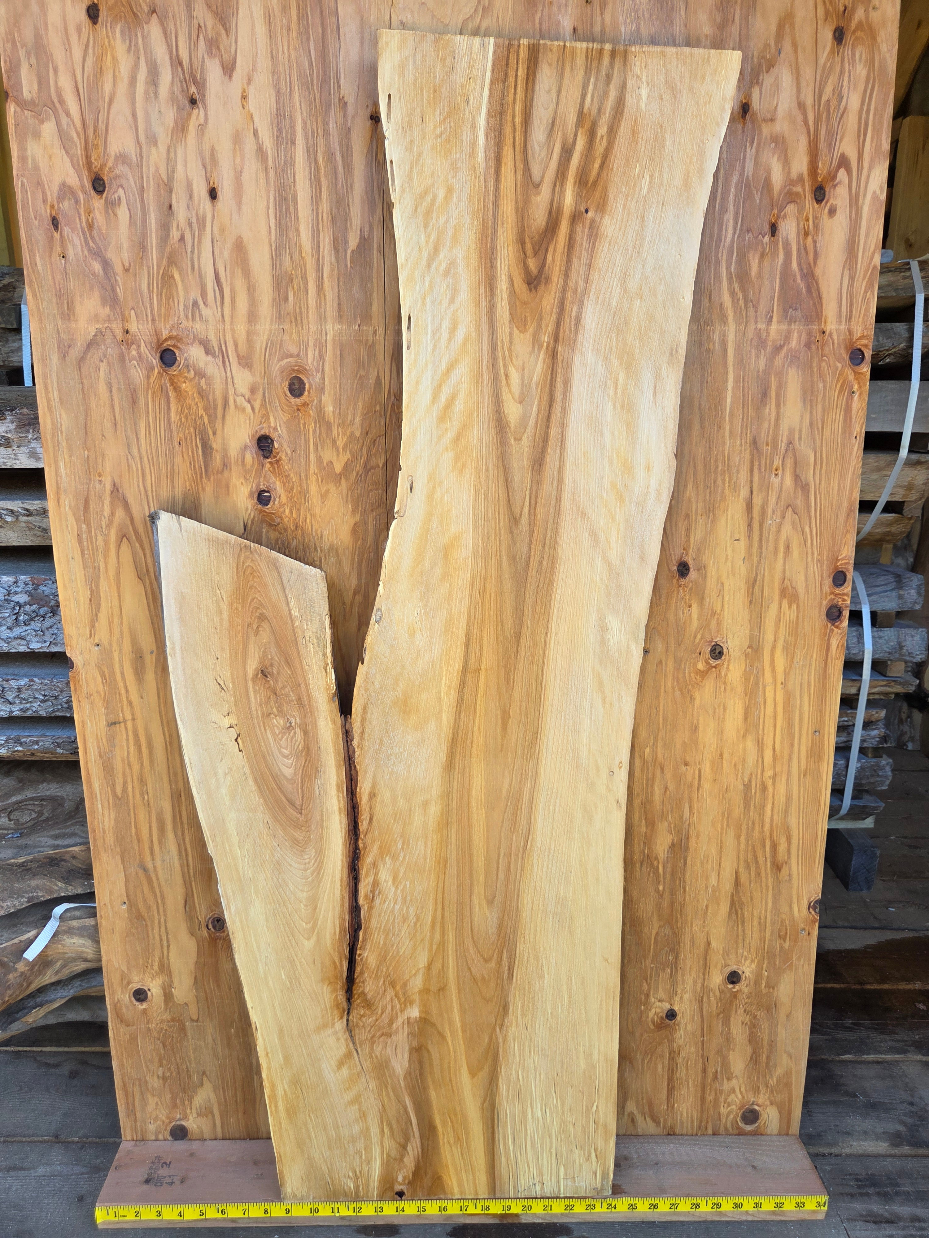 Yellow Birch 49"