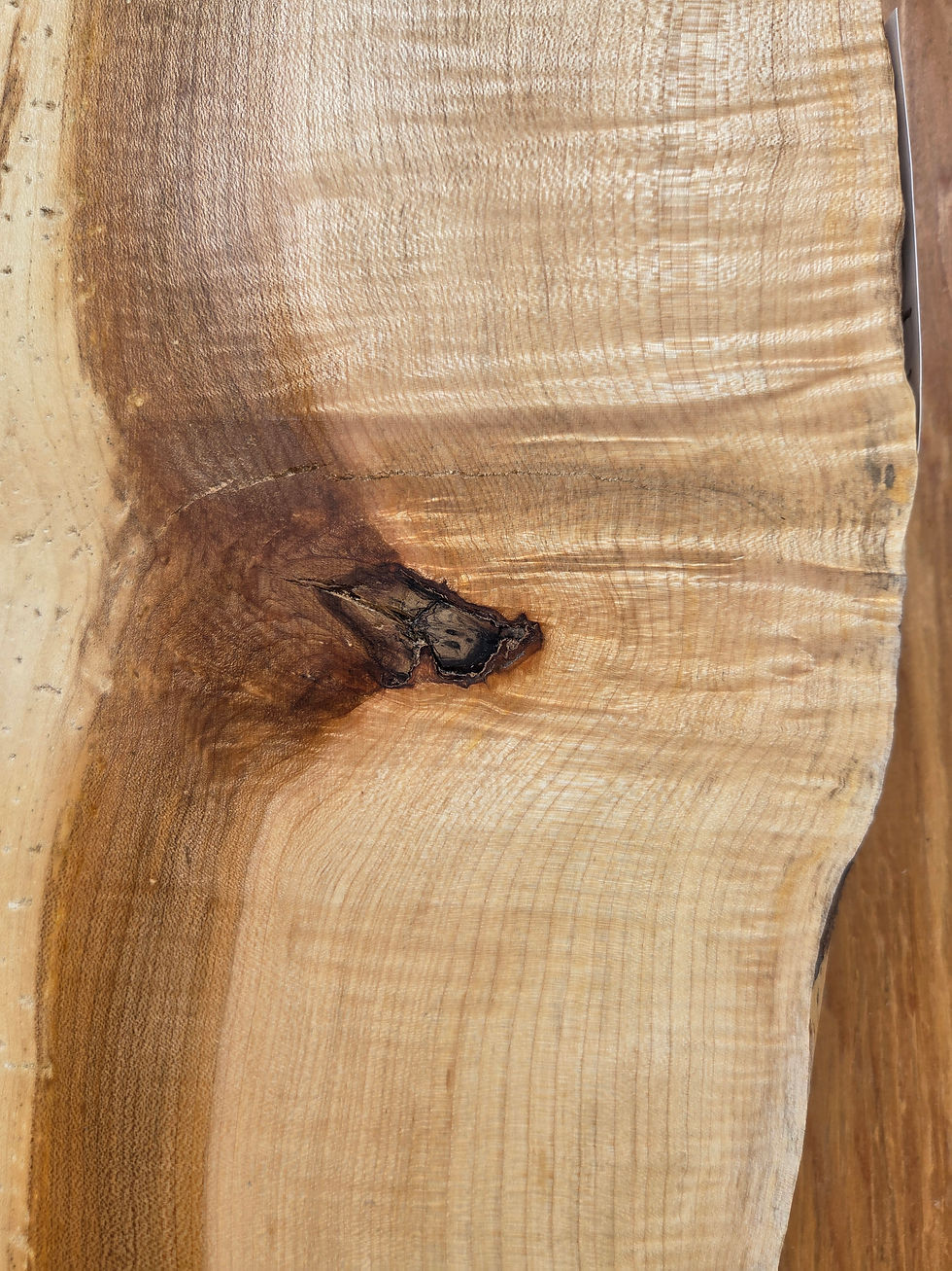 Thumbnail: Sugar Maple 44"