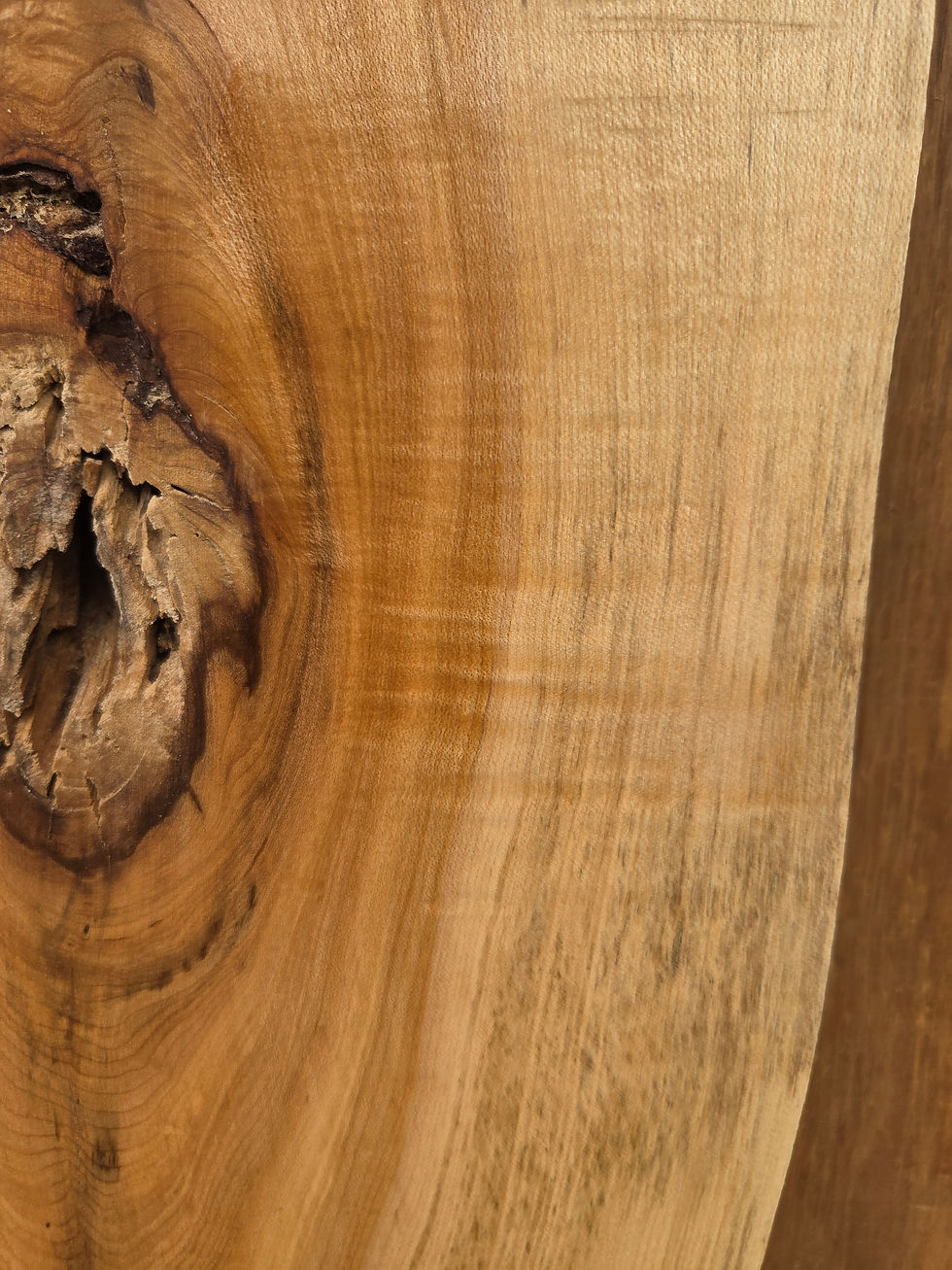 Thumbnail: Sugar Maple 36"