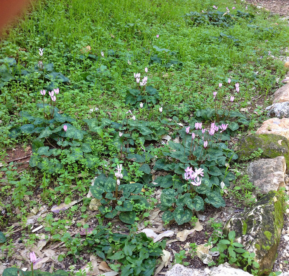 cyclamen in the martyrs forest