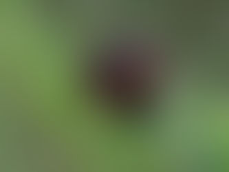 Leon’s no-newsletter 01 Purple Iris. Sat 17th Feb 2024