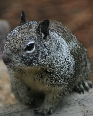 pest control coventry squirrels