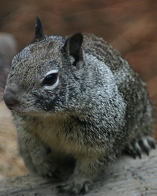 Grey Squirrel