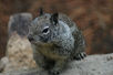 Hire Squirrels