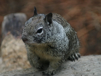 Squirrel!