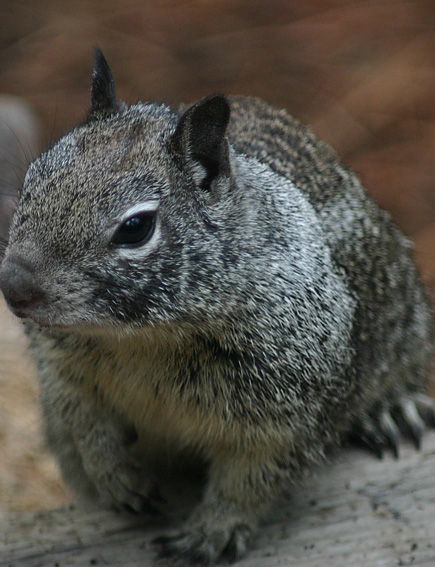 Grey Squirrel