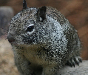 Grey Squirrel 