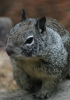 Grey Squirrel