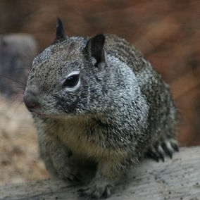 3 Tips to Keep Squirrels Out of Your Bird Feeder
