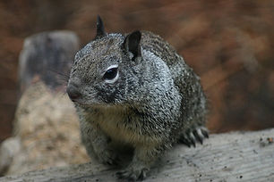 Grey Squirrel