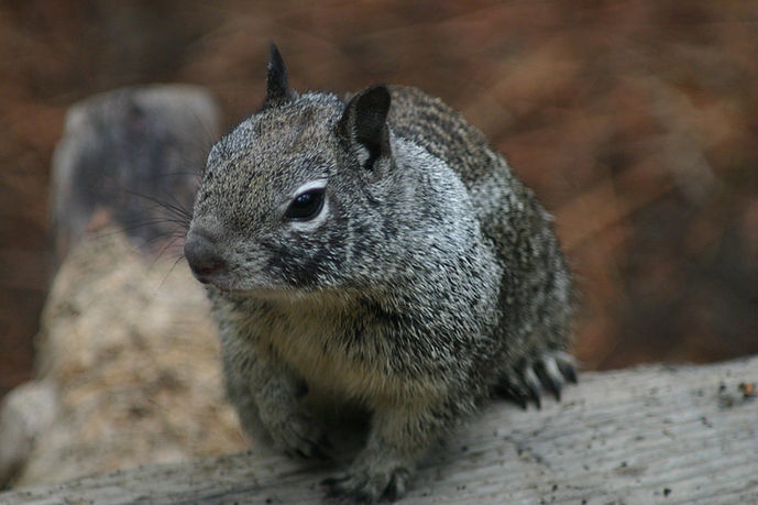 Grey Squirrel 