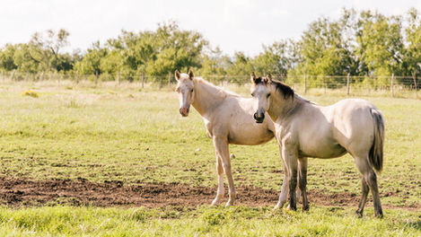 Two horses standing in a grassy field.
