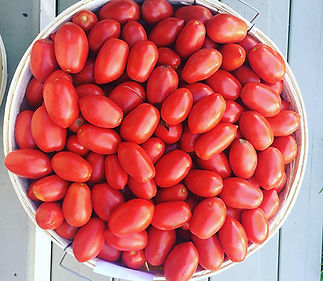 Tomatoes2.jpg