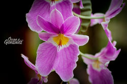 Flores