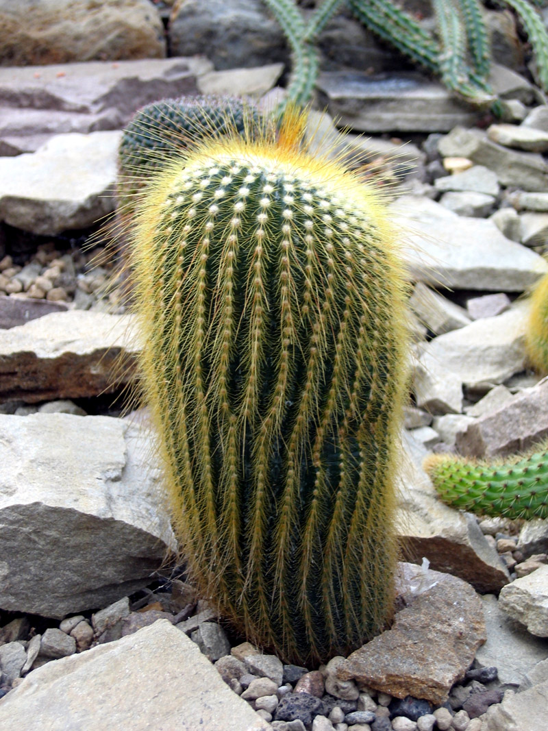 Kaktusa/ Cactus