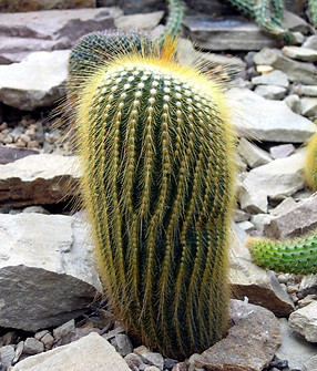 Cactus
