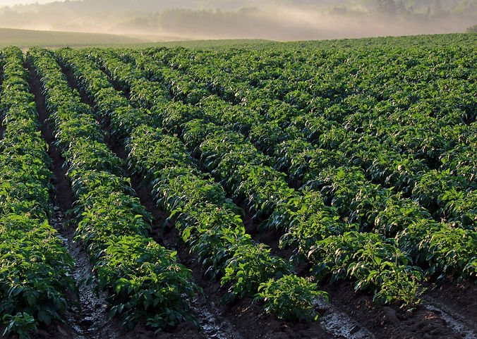 potato-field-4357002_edited.jpg