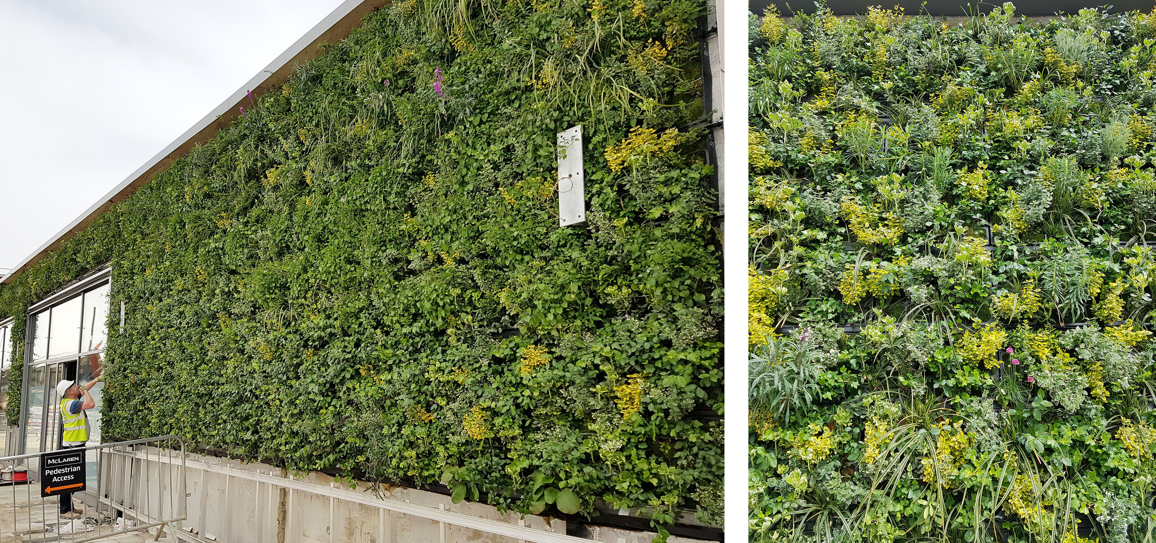 The Green Wall is Going Up!