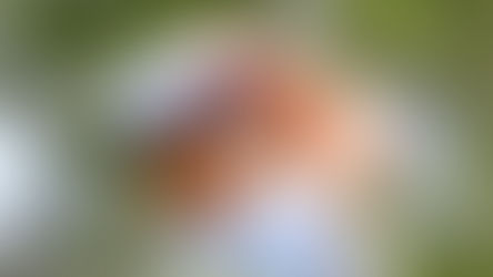 Another stunning finish by Fowler