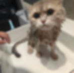 正在洗澡美容的湿漉漉猫咪
