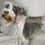 Thumbnail: Retired Liver Pepper Parti Mini Female 