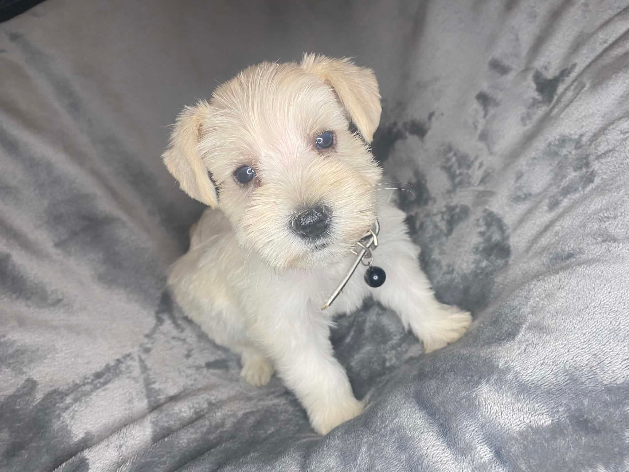 White Toy male Schnauzer