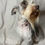 Thumbnail: Retired Liver Pepper Parti Mini Female 