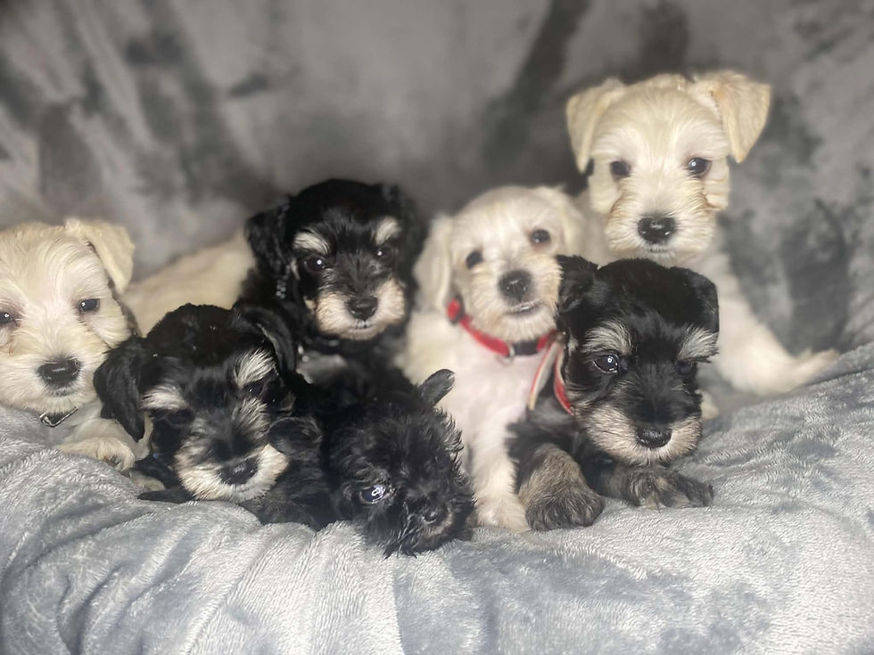 Thumbnail: White Toy male Schnauzer