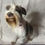 Thumbnail: Retired Liver Pepper Parti Mini Female 