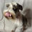 Thumbnail: Retired Liver Pepper Parti Mini Female 