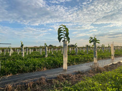 WI Orchard Trees Above Tubes