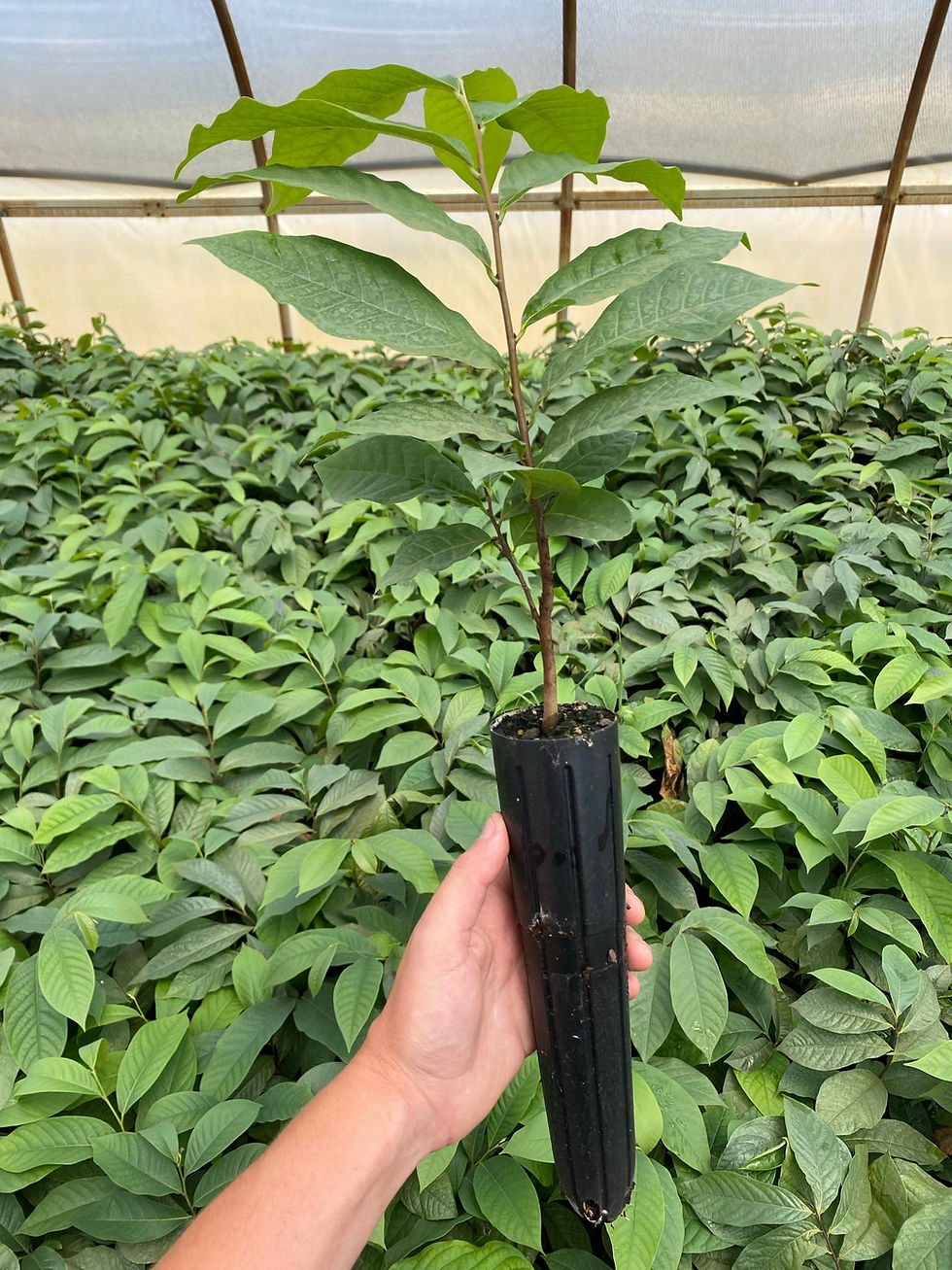 WI Local Pickup Select Pawpaw Seedlings