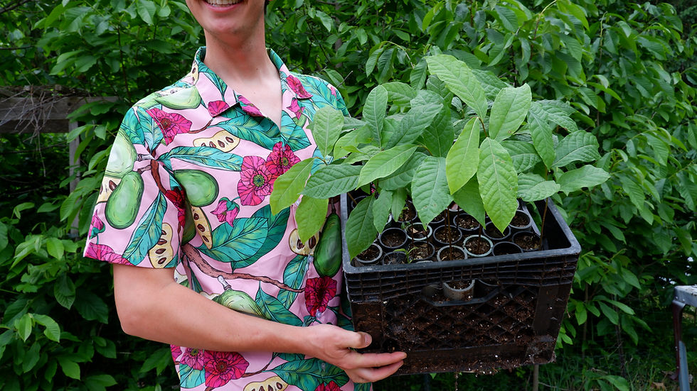 Thumbnail: Wild Pawpaw Seedlings