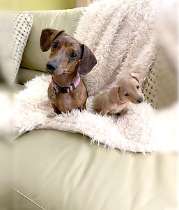 pups-web.jpeg