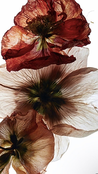 image (2).png