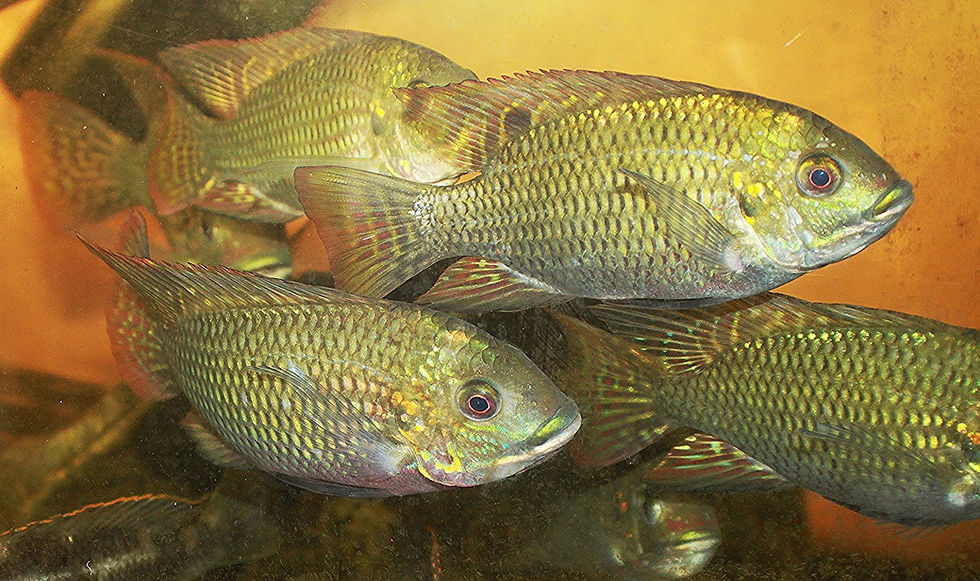 Tilapia Breeding Colony