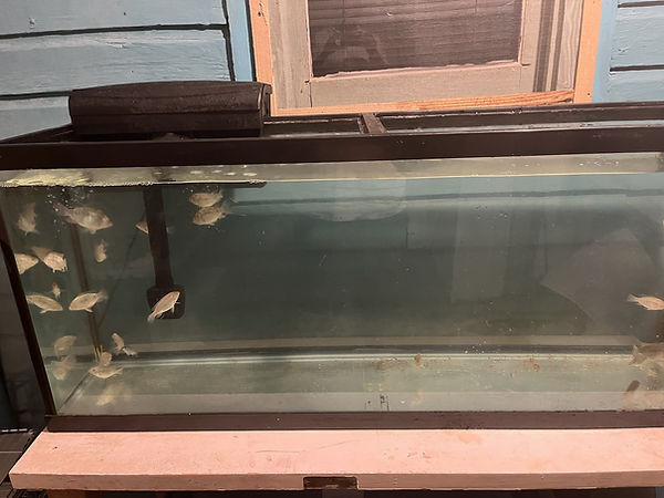 one of our tanks