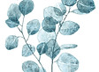 eucalyptus_book.jpg